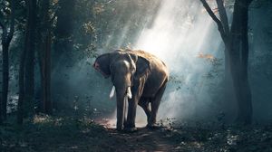 Preview wallpaper elephant, forest, trees, sunlight, shadow