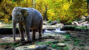 Preview wallpaper elephant, water, trees, rocks