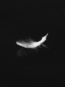 Preview wallpaper feather, reflection, white, bw, feathers