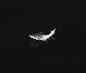 Preview wallpaper feather, reflection, white, bw, feathers