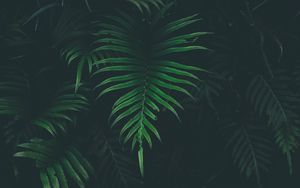 Preview wallpaper fern, leaf, plant, darkness