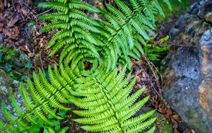 Preview wallpaper fern, leaves, plant, macro, top view