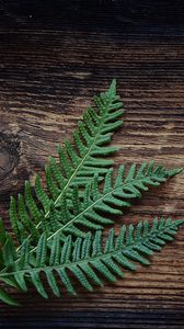 Preview wallpaper fern, plant, leaves