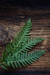 Preview wallpaper fern, plant, leaves