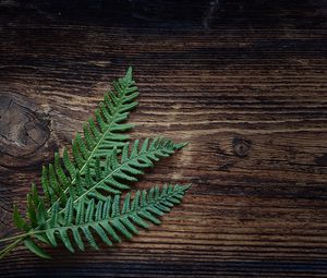 Preview wallpaper fern, plant, leaves