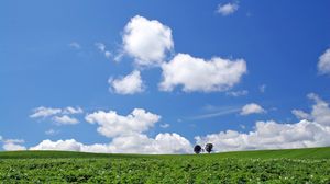 Preview wallpaper field, economy, potatoes, culture, trees, sky, summer