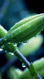 Preview wallpaper flower, plant, macro, drops