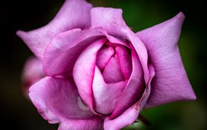 Preview wallpaper flower, rose, petals, pink, macro, blur