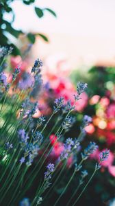 Preview wallpaper flowers, field, stems, blur