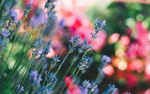 Preview wallpaper flowers, field, stems, blur