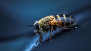 Preview wallpaper fly, insect, macro, eyes, wings