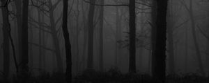 Preview wallpaper forest, fog, bw, trees, dark