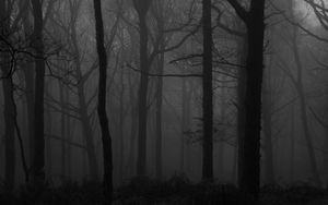 Preview wallpaper forest, fog, bw, trees, dark