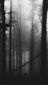 Preview wallpaper forest, fog, deer, bw, gloomy