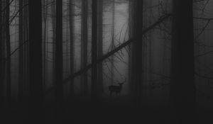 Preview wallpaper forest, fog, deer, bw, gloomy