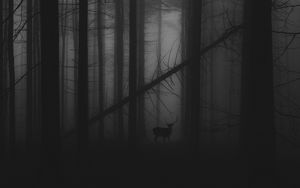 Preview wallpaper forest, fog, deer, bw, gloomy