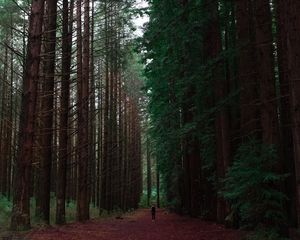 Preview wallpaper forest, man, loneliness, trees