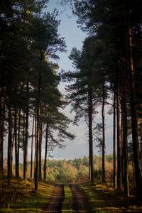 Preview wallpaper forest, path, summer, trees, denmark