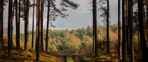 Preview wallpaper forest, path, summer, trees, denmark