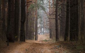 Preview wallpaper forest, pine trees, trees, path, nature, landscape