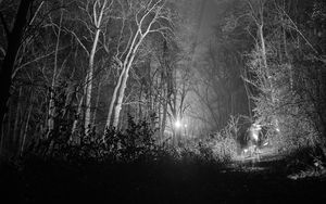 Preview wallpaper forest, trees, glow, night, black and white