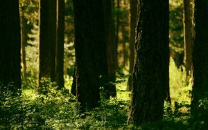 Preview wallpaper forest, trees, greenery, light, nature