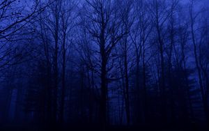 Preview wallpaper forest, trees, silhouettes, blue, dark