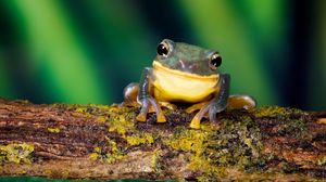 Preview wallpaper frog, bright color, branch, moss