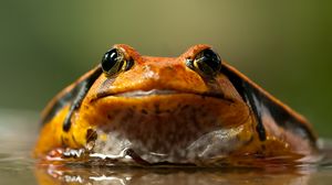 Preview wallpaper frog, toad, eyes