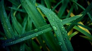 Preview wallpaper grass, dew, drops, macro, wet