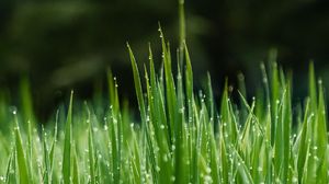 Preview wallpaper grass, dew, wet, drops, green