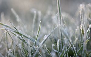 Preview wallpaper grass, frost, macro, blur, winter