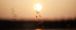 Preview wallpaper grass, sunlight, sunset