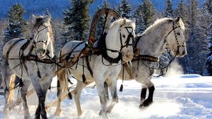 Preview wallpaper horses, three, team, snow, sled