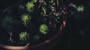 Preview wallpaper houseplant, pot, black