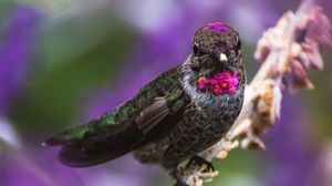 Preview wallpaper hummingbird, bird, branch, blur