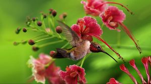 Preview wallpaper hummingbird, bird, flight, wings, flap, color, wood, twigs, flowers