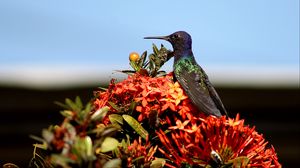 Preview wallpaper hummingbird, bird, flowers