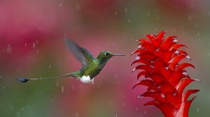 Preview wallpaper hummingbird, bird, flying, plant