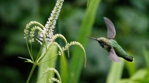 Preview wallpaper hummingbird, veronicastrum, inflorescence, macro