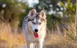 Preview wallpaper husky, dog, protruding tongue, animal, pet, cute