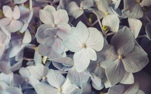 Preview wallpaper hydrangea, flowers, petals, colorful