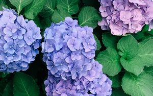 Preview wallpaper hydrangeas, flowers, petals, inflorescences, leaves