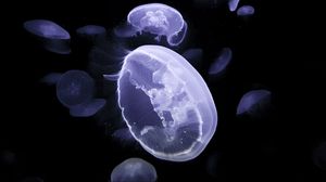 Preview wallpaper jellyfish, creatures, glow, underwater