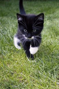 Preview wallpaper kitten, cat, grass, walk, cute