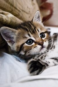 Preview wallpaper kitten, lying, striped, small, cute