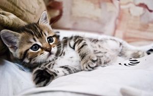 Preview wallpaper kitten, lying, striped, small, cute