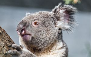 Preview wallpaper koala, tree, animal, wildlife