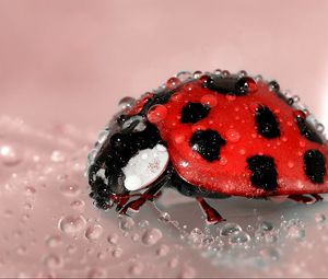 Preview wallpaper ladybug, drop, surface