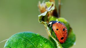 Preview wallpaper ladybug, grass, drops, dew, wet